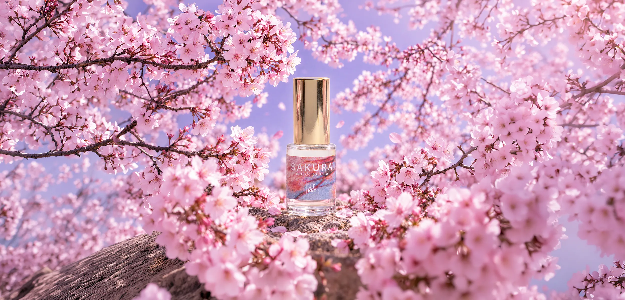 sakura-01 copie